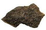 Fossil Tyrannosaur (T rex) Vertebra Section - Wyoming #350457-1